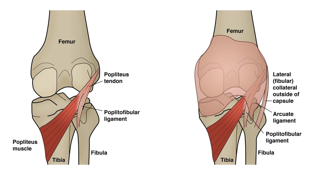 picture of knee bone and popliteus muscle